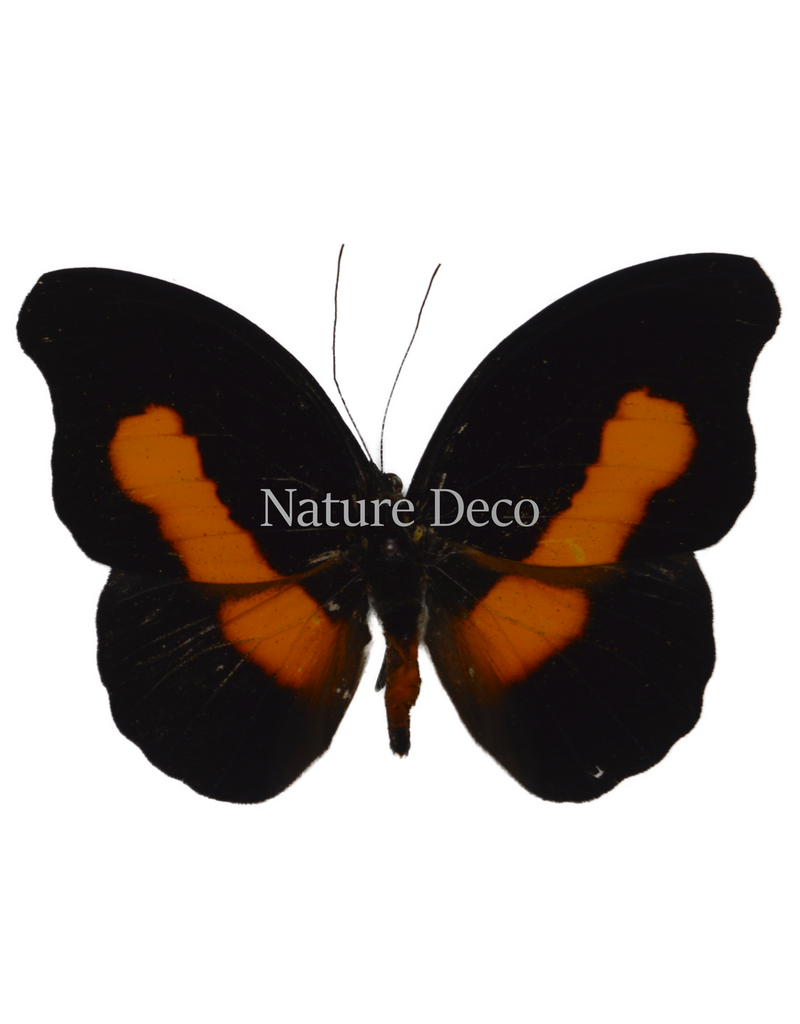 . Unmounted  Catonephele acontius