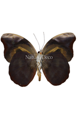 . Unmounted  Catonephele acontius