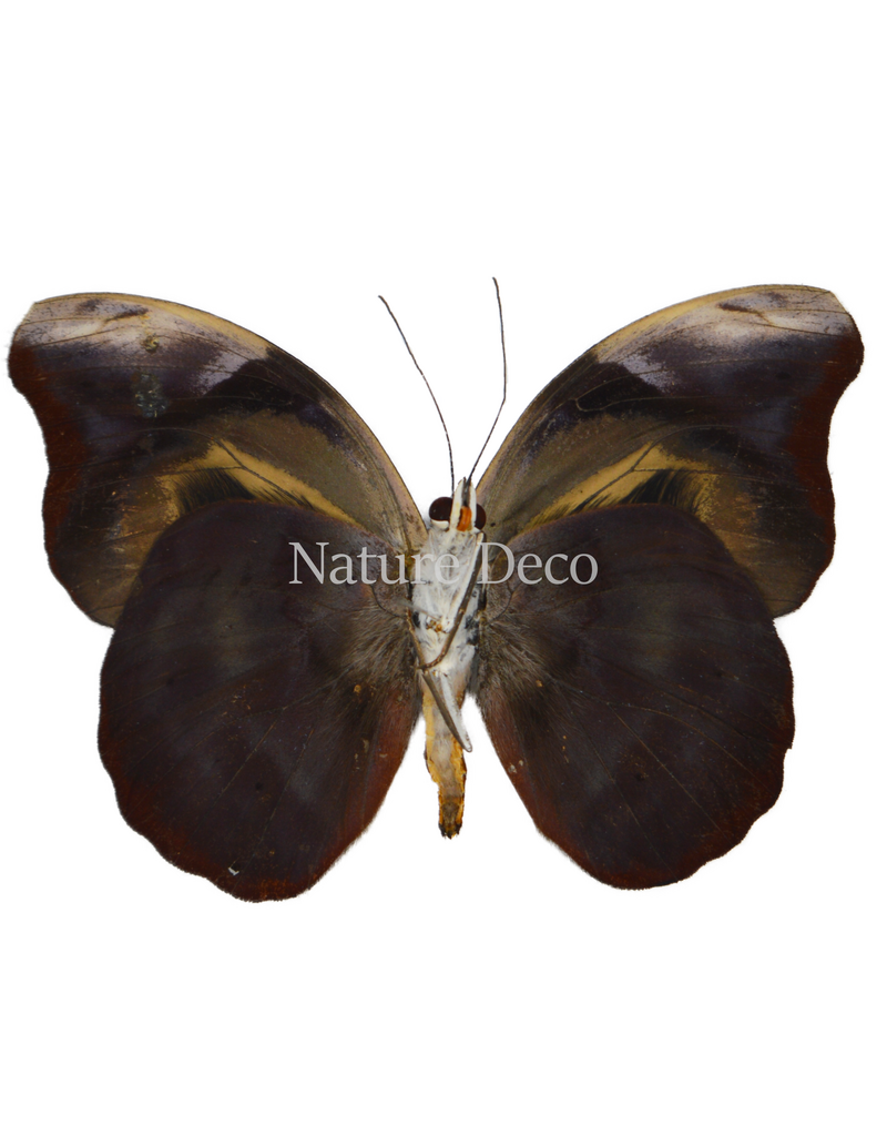 . Unmounted  Catonephele acontius