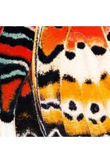 Sock my Feet Sok Butterfly