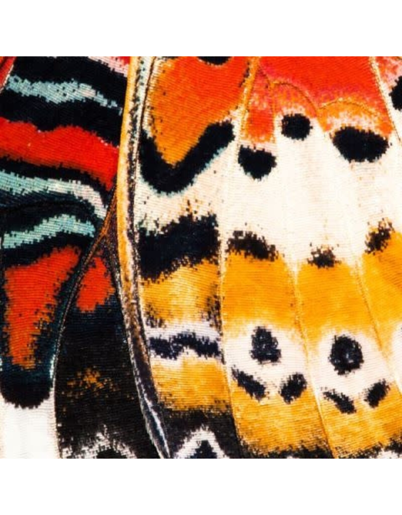 Sock my Feet Sok Butterfly