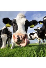 Sock my Feet Sok licking nose