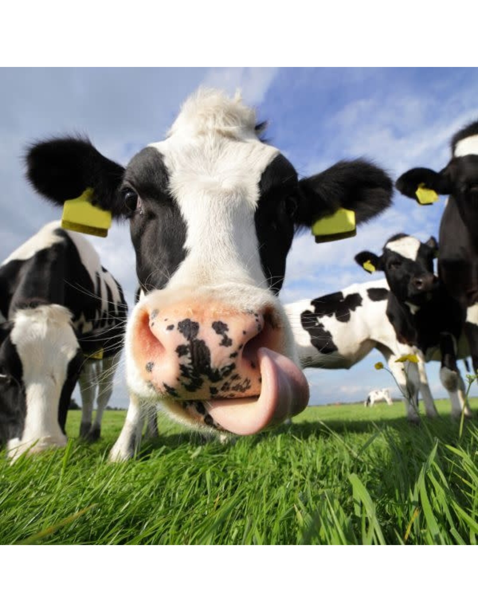 Sock my Feet Sok licking nose