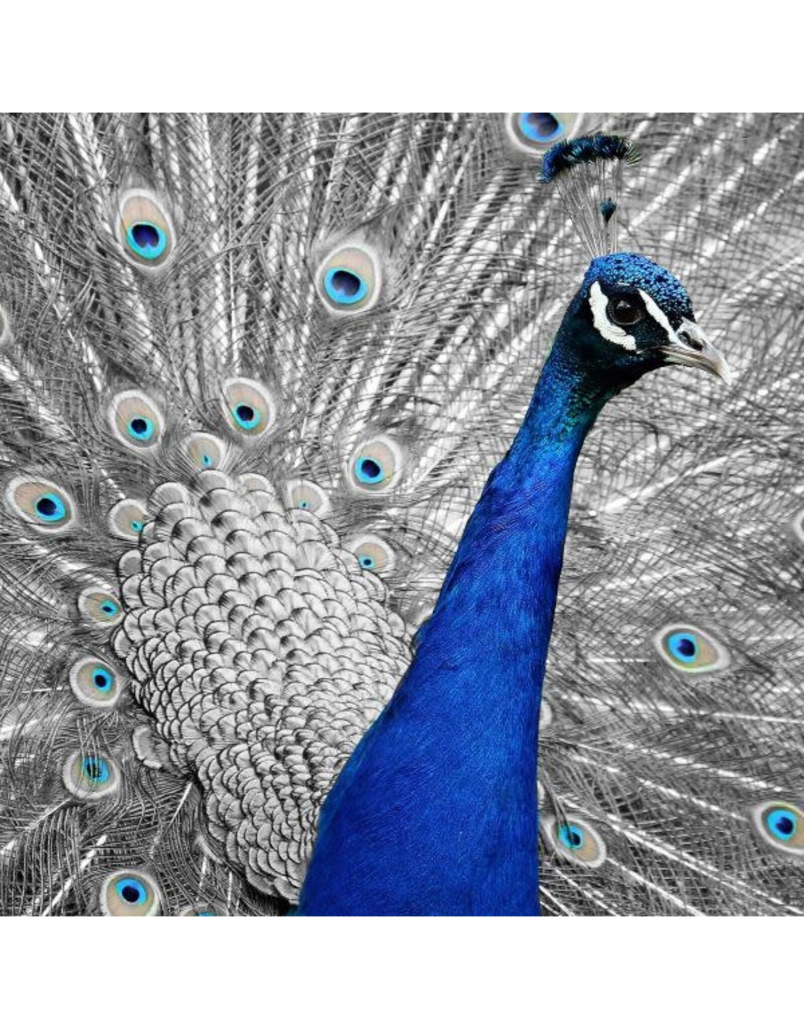 Sock my Feet Sok Peakock