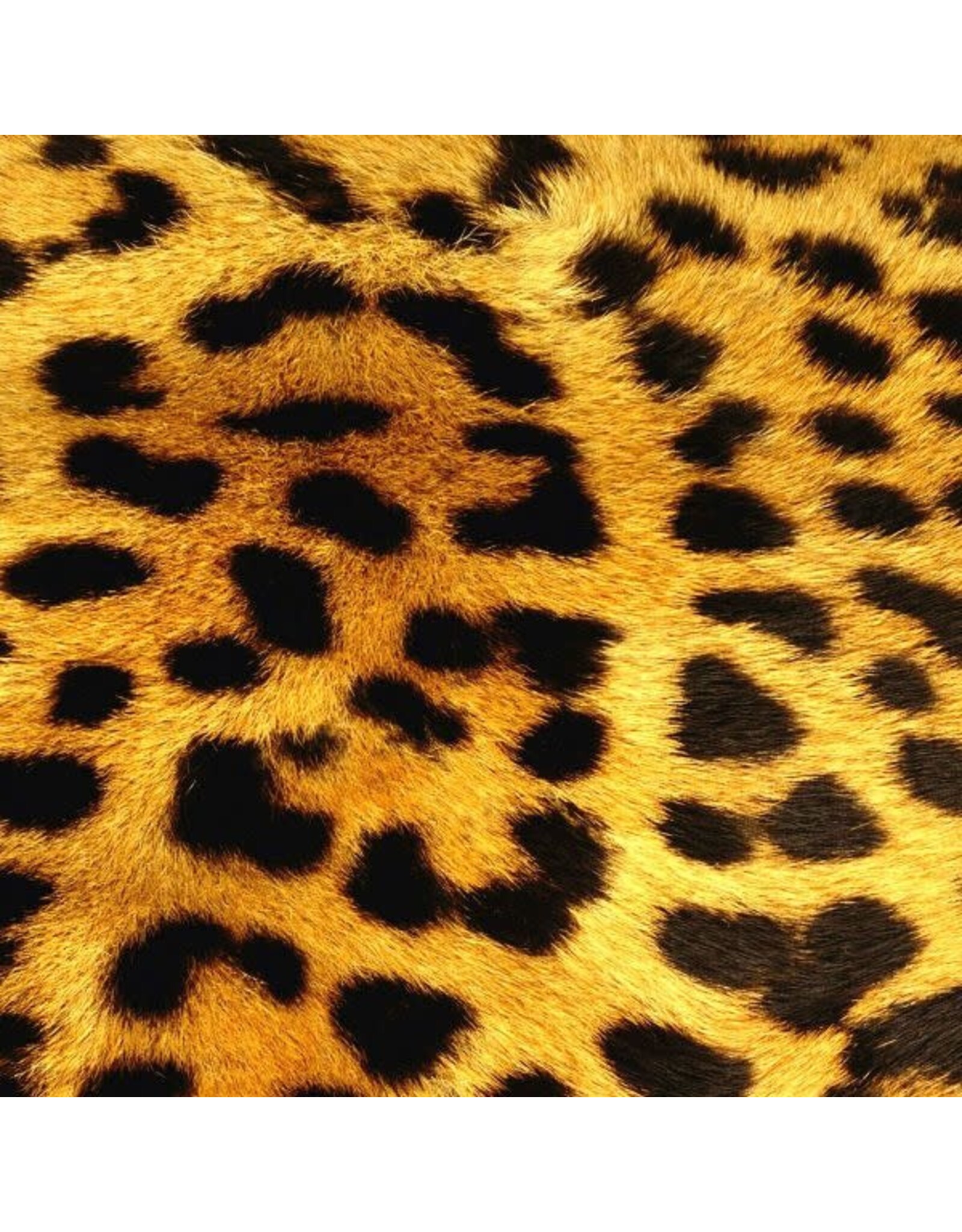 Sock my Feet Sok Tiger