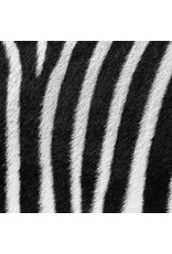 Sock my Feet Sok Zebra