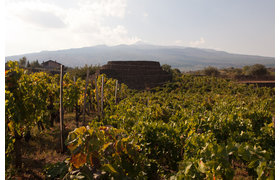 Custodi delle vigne dell'Etna