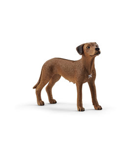 Hond Rhodesian Ridgeback (13895)