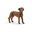 Schleich Hond Rhodesian Ridgeback (13895)