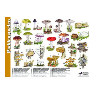 Tringa Paintings Herkenningskaart - Paddenstoelen