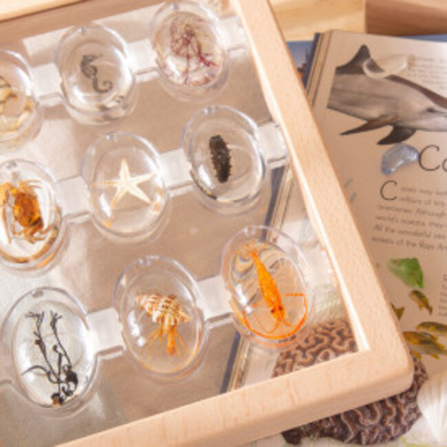 Guidecraft - Specimen Stenen - Zeedieren