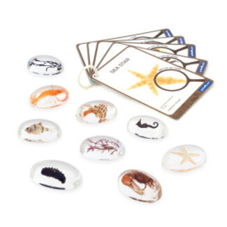 Guidecraft Specimen Stenen - Zeedieren