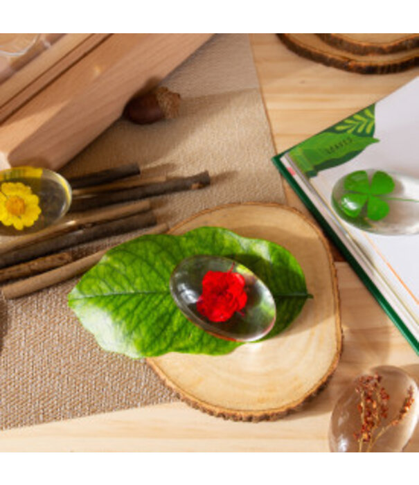 Guidecraft Guidecraft - Specimen Stenen - Planten