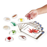 Guidecraft - Specimen Stenen - Planten