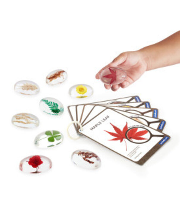 Guidecraft Guidecraft - Specimen Stenen - Planten