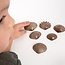 EDX Education - Tactiele Structuur Schelpen (36-delig)
