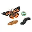 Insect Lore - Levenscyclus Set  Figuren - Vlinder (4-delig)