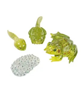 Levenscyclus Set  Figuren - Kikker (4-delig)