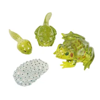 Insect Lore Levenscyclus Set  Figuren - Kikker (4-delig)