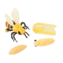 Insect Lore - Levenscyclus Set  Figuren - Honing Bij (4-delig)