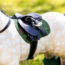 JUTTER & Co. || Ready to Play Speelpakket - Toy Pony Accessoires - Hunter Green