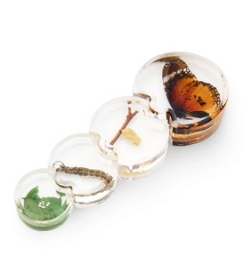 Specimen Levenscyclus Puzzel - Vlinder