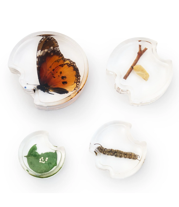 Guidecraft Guidecraft - Specimen Levenscyclus Puzzel - Vlinder