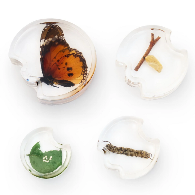 Guidecraft - Specimen Levenscyclus Puzzel - Vlinder
