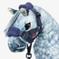 LeMieux - Toy Pony -  Halster Ink Blue