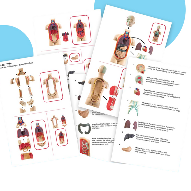Learning Resources - Anatomisch Model Menselijk Lichaam