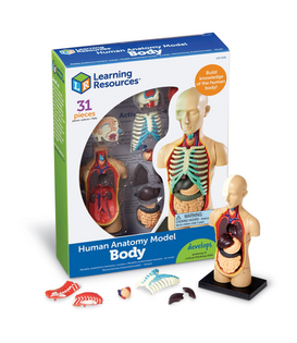 Anatomisch Model Menselijk Lichaam