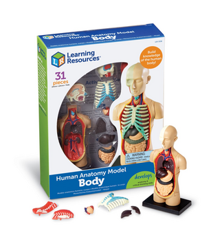Anatomisch Model Menselijk Lichaam