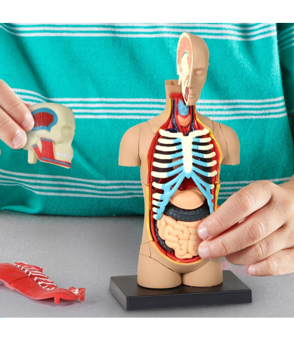 Learning Resources Learning Resources - Anatomisch Model Menselijk Lichaam