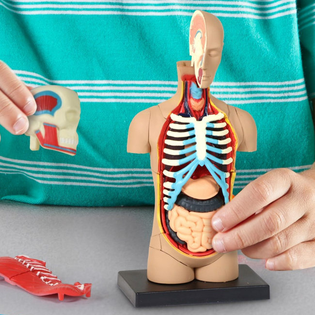 Learning Resources - Anatomisch Model Menselijk Lichaam