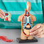 Learning Resources - Anatomisch Model Menselijk Lichaam