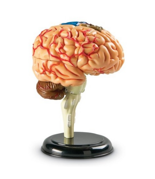 Learning Resources Learning Resources - Anatomisch Model Hersenen