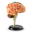 Learning Resources - Anatomisch Model Hersenen