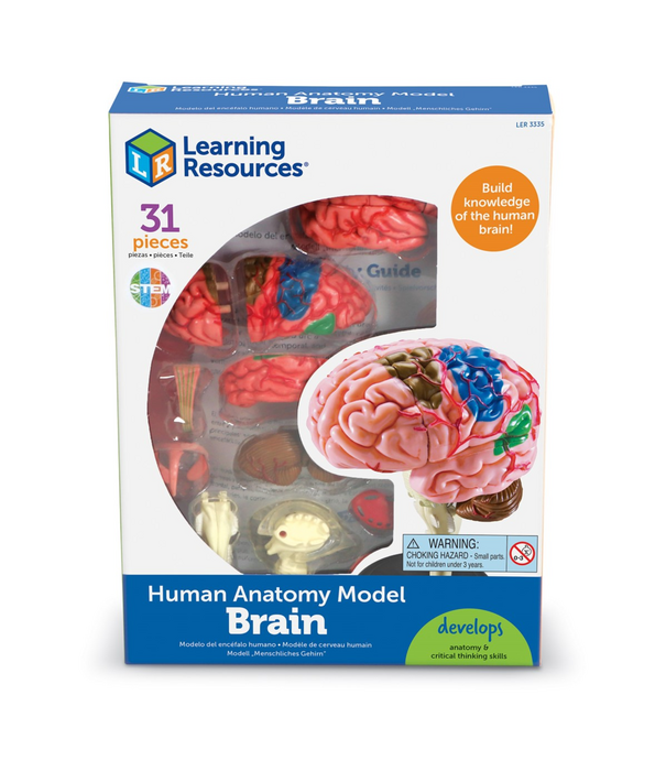 Learning Resources Learning Resources - Anatomisch Model Hersenen