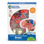Learning Resources - Anatomisch Model Hersenen