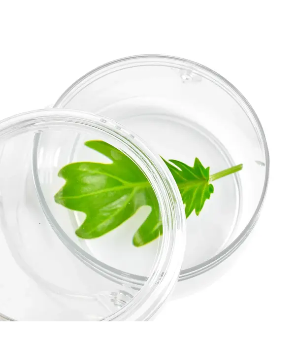 Guidecraft Guidecraft - Draag- en Ontdek Loeppotjes (2-delig)