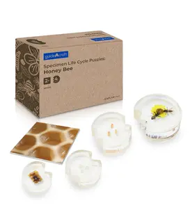 Specimen Levenscyclus Puzzel Honingbij (4-delig)