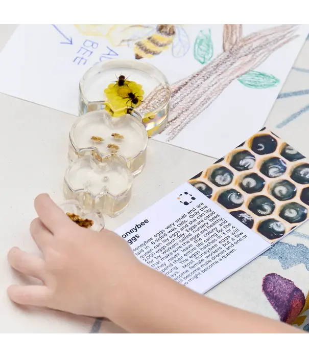 Guidecraft Guidecraft - Specimen Levenscyclus Puzzel Honingbij (4-delig)