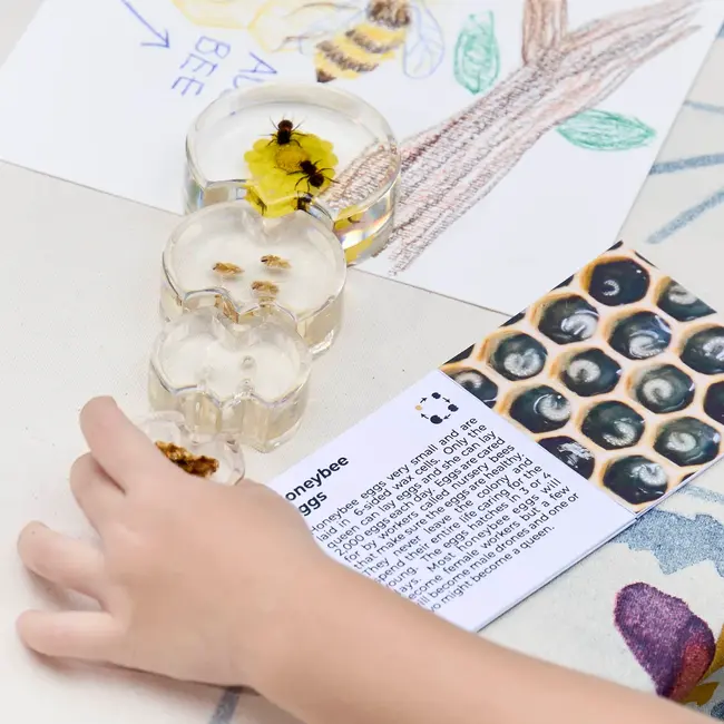 Guidecraft - Specimen Levenscyclus Puzzel Honingbij (4-delig)