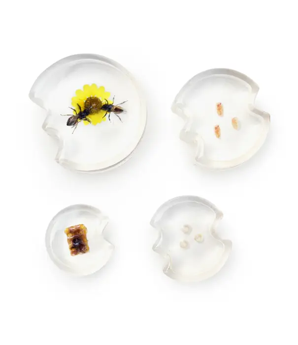 Guidecraft Guidecraft - Specimen Levenscyclus Puzzel Honingbij (4-delig)