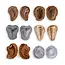Guidecraft - Magnetische Match Fossielen  (12-delig)