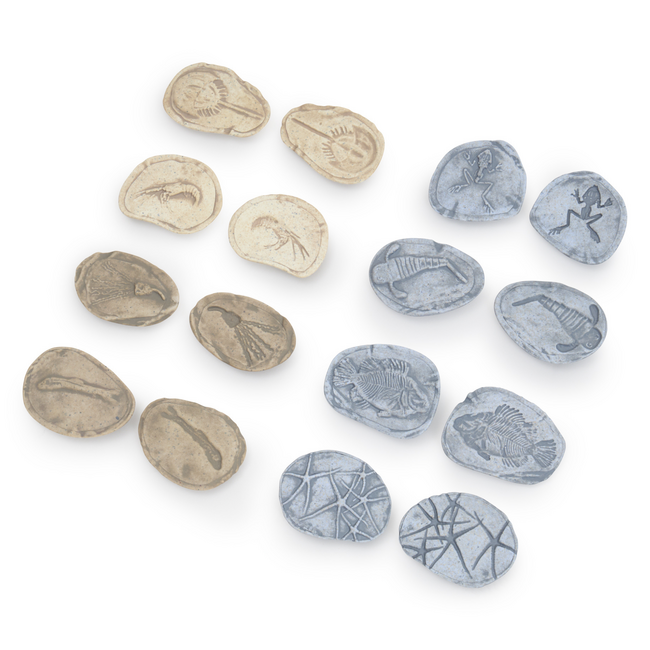 Guidecraft - Magnetische Match Fossielen Oceaan (16-delig)