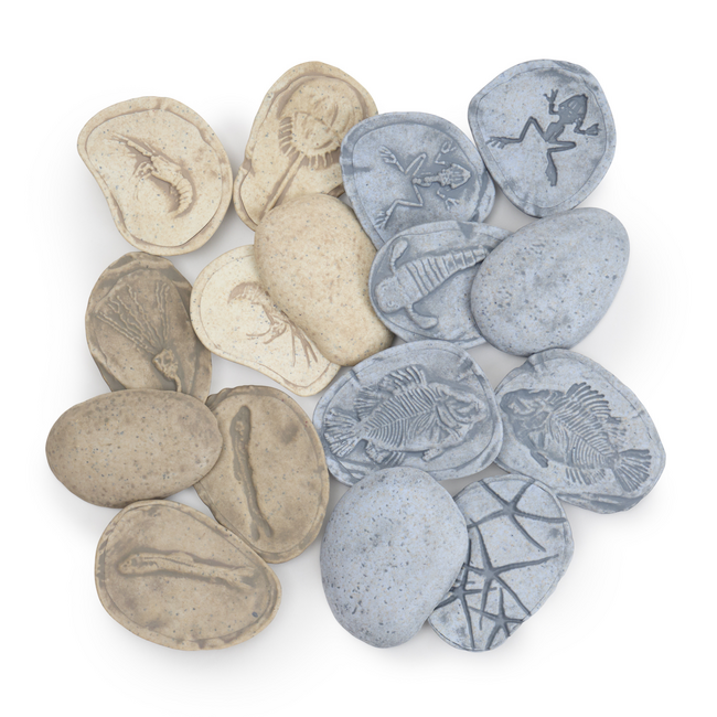 Guidecraft - Magnetische Match Fossielen Oceaan (16-delig)
