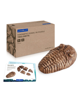 Magnetische 3D Puzzel Trilobiet (6-delig)