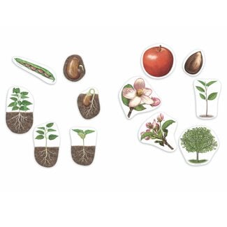 Learning Resources Magnetische Plant Levenscyclus Set (12-delig)
