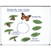 Learning Resources - Magnetische Vlinder Levenscyclus Set (9-delig)